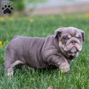 Indigo Pearl, English Bulldog Puppy